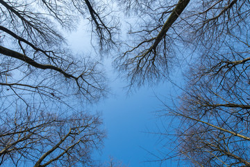 Wald und Himmel