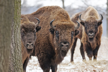 Fototapeta premium European Bison, Bison bonasus, Visent, herbivore in winter, herd, Slovakia