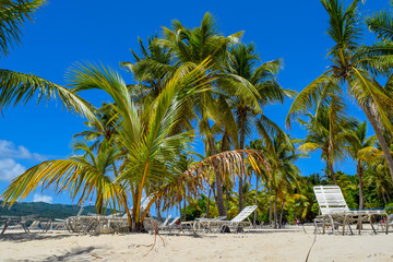 Fototapeta na wymiar White beach with sunbeds, many palms, blue sky and turquoise ocean in the caribbean sea, Dominican Republic