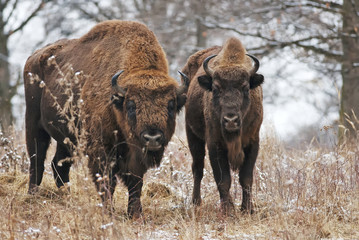 European Bison, Bison bonasus, Visent, herbivore in winter, herd, Slovakia