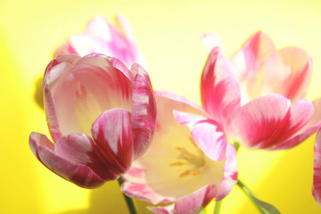 Obraz na płótnie Canvas Blurred Red Flowers on Yellow Background.Beautiful Bunch Of Tulips.Cropped Shot of Pink Tulips On Yellow Background. Nature Background.Colorful Background.Springtime. 