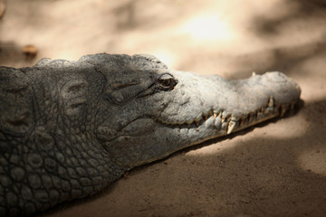crocodile head close up on a sandy surface with natural sunlight and shadow
