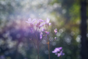 Fototapeta na wymiar Beatiful spring flowers with bokeh