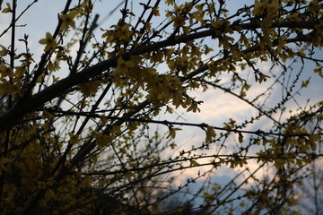 forsythis