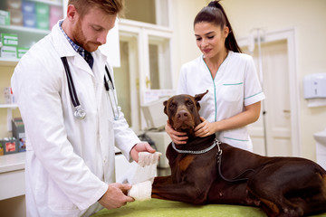 Veterinarian putting bandage on dog sick leg