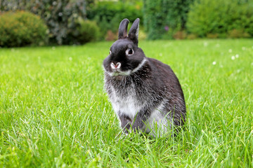 Netherland Dwarf Rabbit.