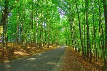 forest and road in spring landscape