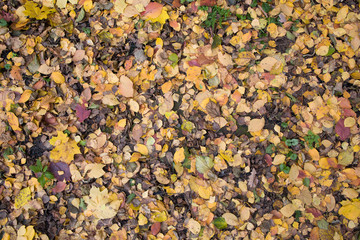 Yellow leaves on the ground. Autumn.