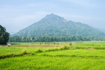 Fototapeta na wymiar Green Rice Field and mountains