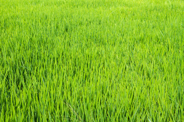 Green Rice Field