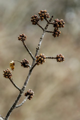 spring buds