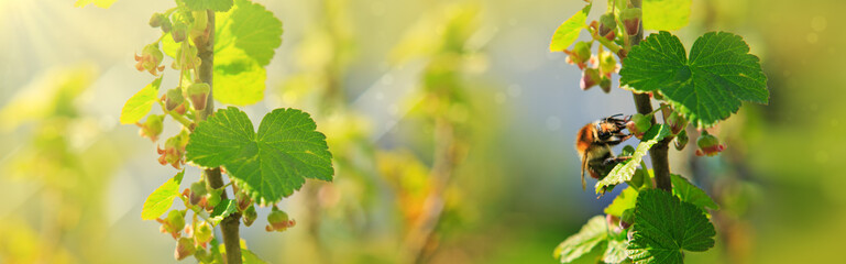Spring background with bumblebee and sunlight.