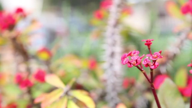corona de espinas, planta de Cristo, espina de Cristo, Euphorbia milii , peque&ntilde;as flores rojas con tallo con espinas movidas poor el viento y mpjadas con gotas de lluvia reciente