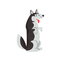 Siberian husky dog character standing on hind legs and putting his tongue out vector Illustrations on a white background