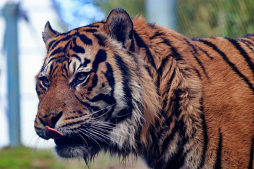Tiger in zoo licking lips