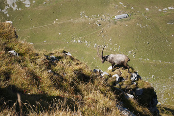 Alpine ibex,Capra ibex, herd of herbivores, high mountains,Switzerland,Europe