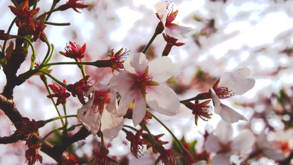 Sakura flower close up shot - 195619449