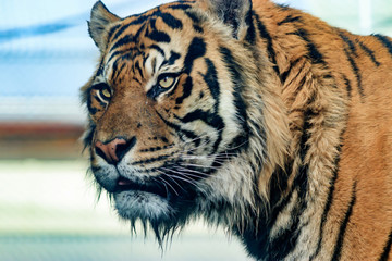 Portrait of tiger with blurred background