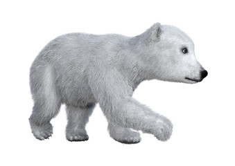 3D Rendering Polar Bear Cub on White