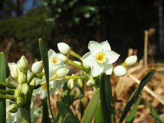 Fototapeta premium 水仙の花