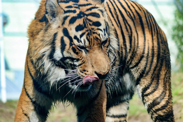 Tiger licking his lips with closed eyes