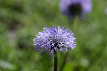 Montagne Pyrénéenne © JeanClaude