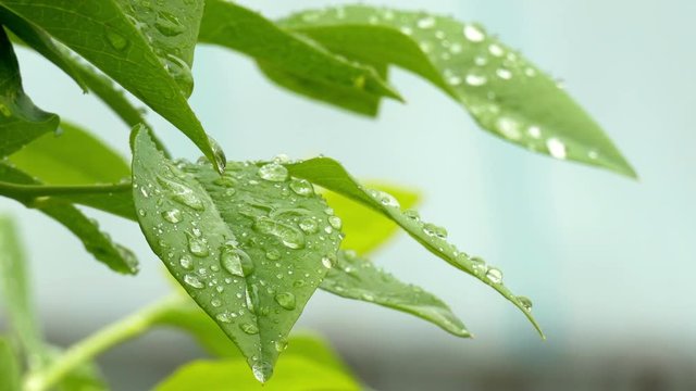 wassertropfen auf den bl&auml;ttern eines heidelbeerstrauches