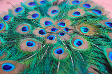 Fanned Peacock Feathers