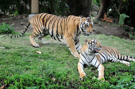 Tiger in the wild