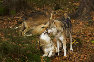 Fototapeta premium Gray Wolf, Canis lupus, Bavarian Forest National Park, Germany, predator in autumn forest
