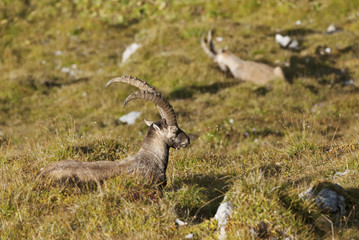 Alpine ibex,Capra ibex, herd of herbivores, high mountains,Switzerland,Europe