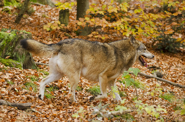 Gray Wolf, Canis lupus, Bavarian Forest National Park, Germany, predator in autumn forest