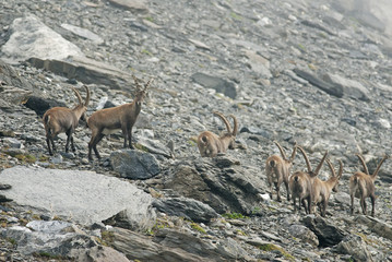 Alpine ibex,Capra ibex, herd of herbivores, high mountains,Switzerland,Europe