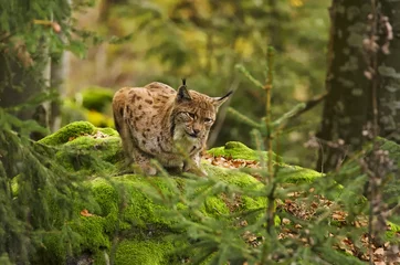 Foto op Plexiglas Euraziatische Lynx, Lynx lynx, groot roofdier, Beierse Woud Nationaal Park, Duitsland © peterfodor