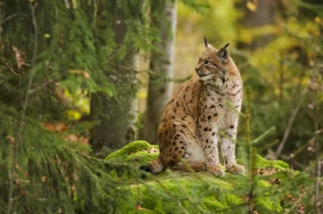 Fotobehang Euraziatische Lynx, Lynx lynx, groot roofdier, Beierse Woud Nationaal Park, Duitsland © peterfodor