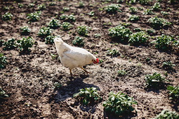 Chicken walks along the potato beds