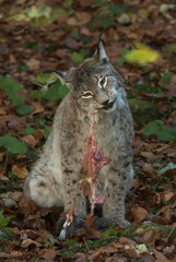 Eurasian Lynx, Lynx lynx, big predator, Bavarian forest National Park, Germany