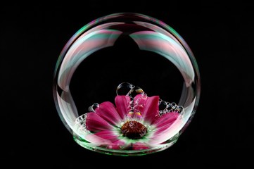 Pink daisy in bubble