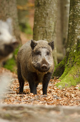 Wild Boar, Sus scrofa, animal in autumn forest, Europe