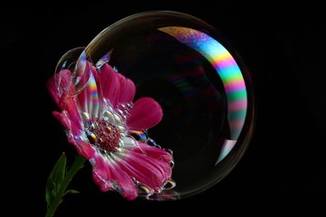 Pink daisy in bubble