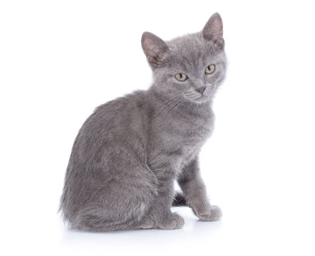 Beautiful small blue cat is isolated on a white background