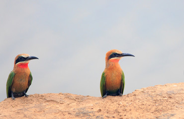 Pair of White-fronted Bee-eaters (Merops bullockoides) perched on the edge a sandy coloured mound overlooking the Luangwa river in Zambia