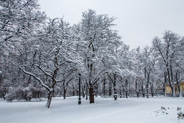 Fototapeta premium Morning in the Park after a heavy night snowfall, all covered with snow.