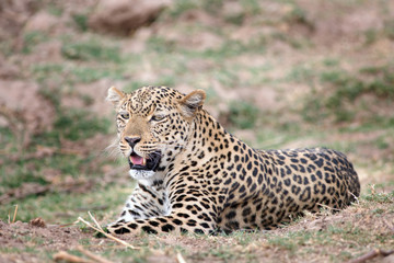 Leopard (Panthera Pardus) resting on the African plains in South Luangwa, Zambia