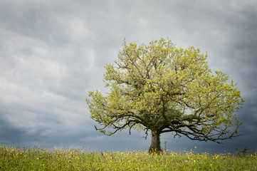 Paysage avec un arbre en Aveyron