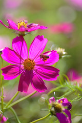 Fototapeta premium 花と蜂