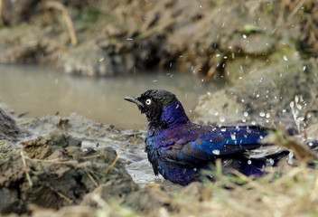 Ruppells Starling bathing at Masai Mara, Kenya