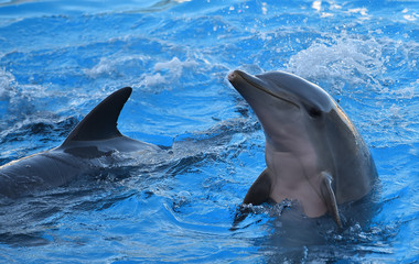 delfin