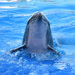 delfin © alberto
