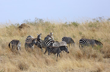 Fototapeta na wymiar Zebras grazing at Masai Mara grassland